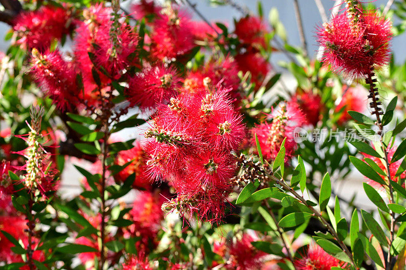 瓶刷鲜花/花萼